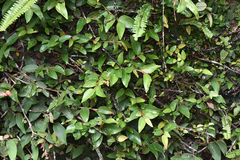 Ficus pumila awkeotsang