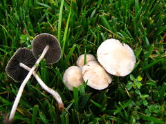 Panaeolus subbalteatus