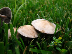 Panaeolus subbalteatus