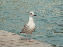 Larus