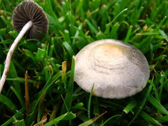 Panaeolus subbalteatus