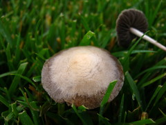 Panaeolus subbalteatus