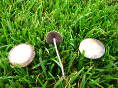 Panaeolus subbalteatus