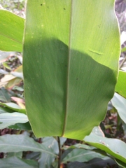 Alpinia shimadae