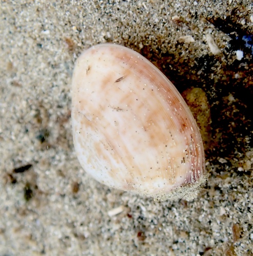 Mactra maculata observed 2026-07-26
