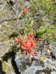 Castilleja hispida