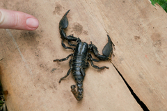 Srilankametrus indus