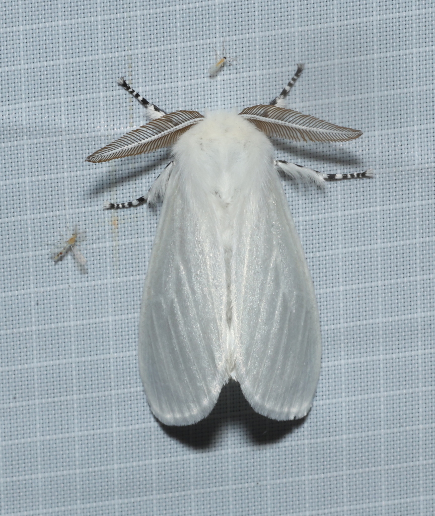 Leucoma