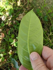 Glochidion sumatranum