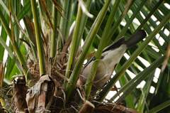 Garrulus glandarius iphigenia