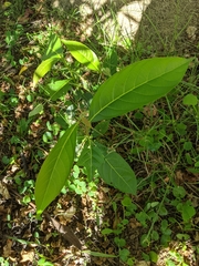 Glochidion sumatranum