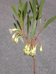 Eucalyptus deflexa