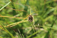 Cyperus teneristolon