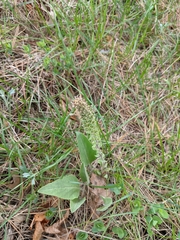 Veronica wyomingensis