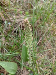 Veronica wyomingensis