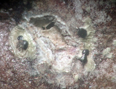 Calopadia subcoerulescens