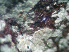 Calopadia subcoerulescens