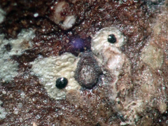 Calopadia subcoerulescens