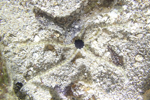 Ophiomastix elegans observed 2026-07-26