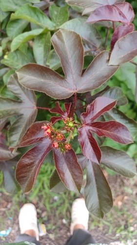 Bellyache Bush