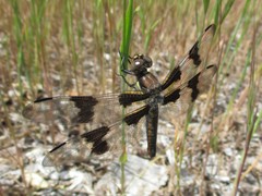 Libellula forensis × pulchella