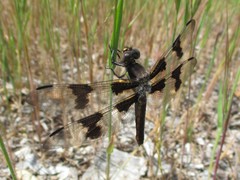 Libellula forensis × pulchella