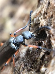 Pomphopoea