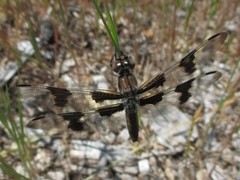 Libellula forensis × pulchella