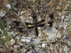 Libellula forensis × pulchella