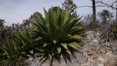 Agave gentryi