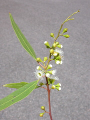 Eucalyptus lucens