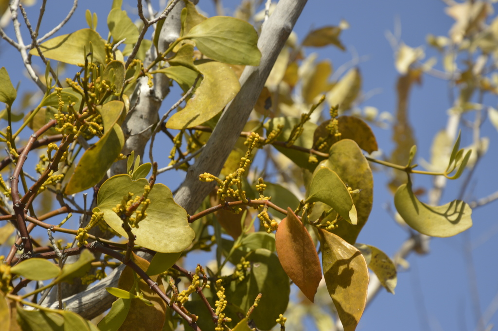 Phoradendron bathyoryctum