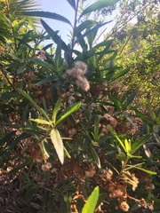 Baccharis salicifolia