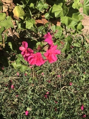 Pelargonium × hybridum