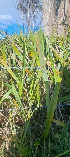 Tasmanian flax-lily