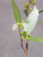 Eucalyptus lucens