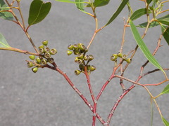 Eucalyptus lucens