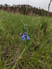 Mertensia lanceolata