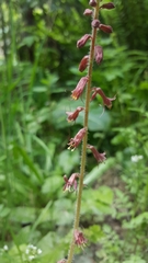 Tolmiea diplomenziesii