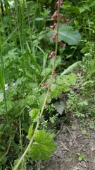 Tolmiea diplomenziesii