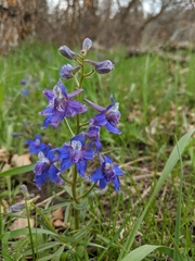 Delphinium bicolor