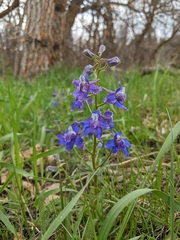 Delphinium bicolor