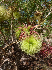 Eucalyptus mcquoidii