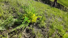 Astragalus buchtormensis