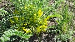 Astragalus buchtormensis