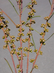 Eucalyptus perangusta