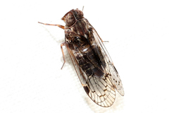 Melanoliarus slossonae