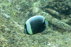 Chaetodon reticulatus