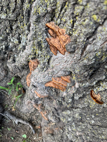 Mustard Yellow Polypore
