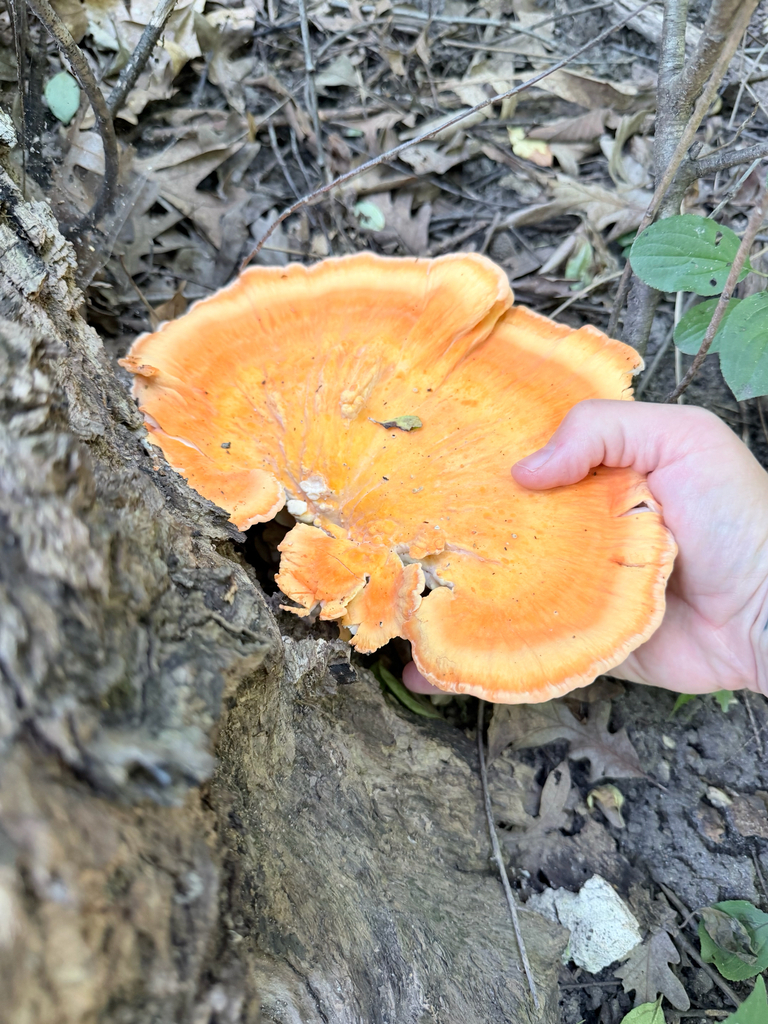 White-pored Chicken of the Woods · July 2026 · photo: Photo: (c) Erica Tava Johnson, some rights reserved (CC BY) · iNaturalist